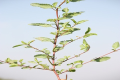 Corchorus trilocularis